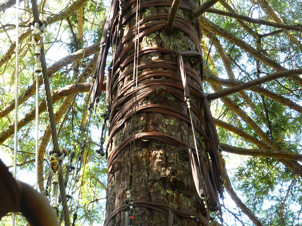 Redwoods Forest Rotorua